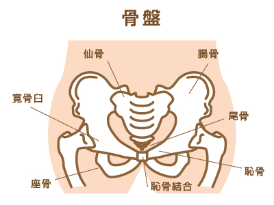 骨盤の部位（名称）